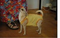 bamse1a