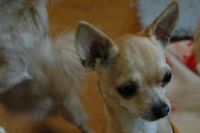 bamse2