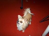 Gensere-Adanac-Kennel-022
