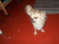 Gensere-Adanac-Kennel-023