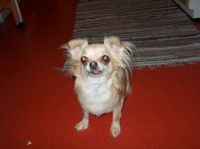 Gensere-Adanac-Kennel-024
