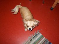 Gensere-Adanac-Kennel-025