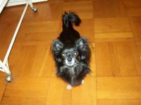 Adanac-Kennel-HP-025---Copy