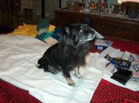 Gensere-Adanac-Kennel-006