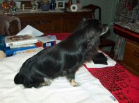 Gensere-Adanac-Kennel-007