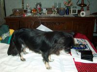 Gensere-Adanac-Kennel-008