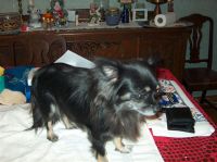 Gensere-Adanac-Kennel-010