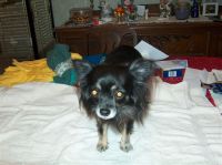 Gensere-Adanac-Kennel-011