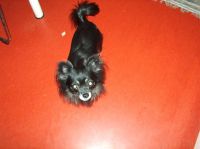 Gensere-Adanac-Kennel-020