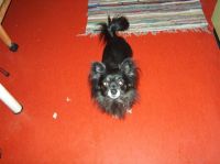Gensere-Adanac-Kennel-021